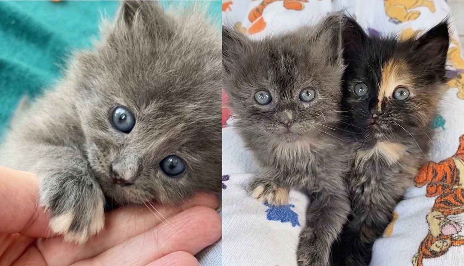 Kitten Spotted in an Industrial Area Needing Help, A Couple of Weeks Later Her Sister Showed Up