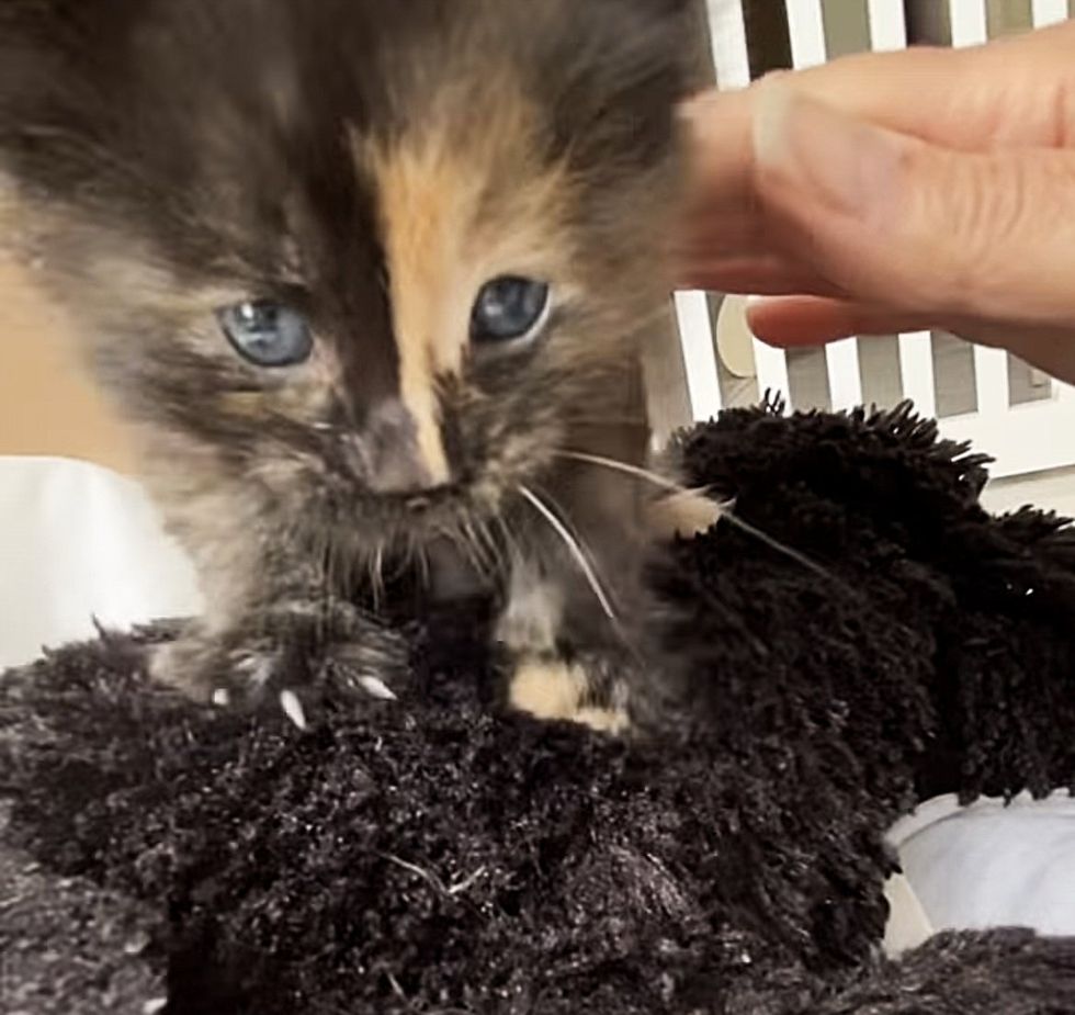 kitten kneading on stuffy