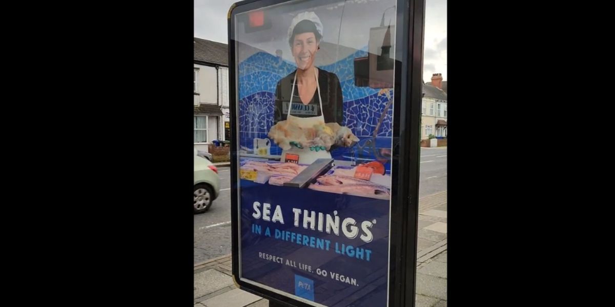 NextImg:'There is no difference': PETA billboard in UK shows dead cat on platter, likened to eating fish