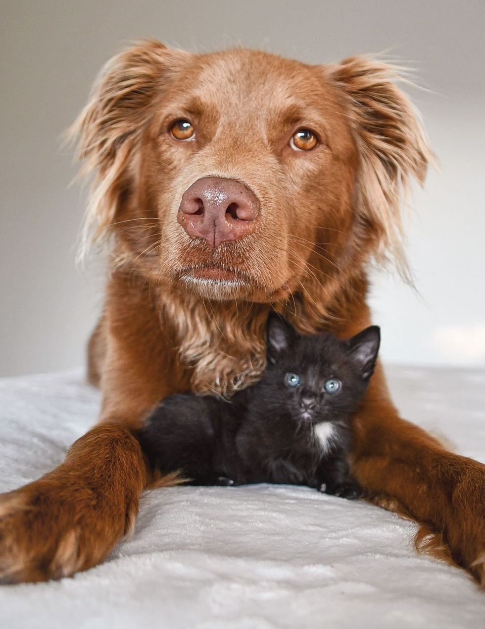 kitten snuggling dog