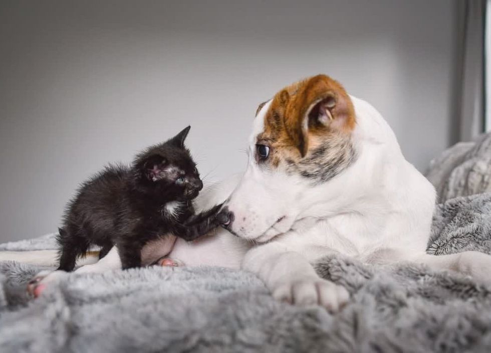 kitten puppy friends