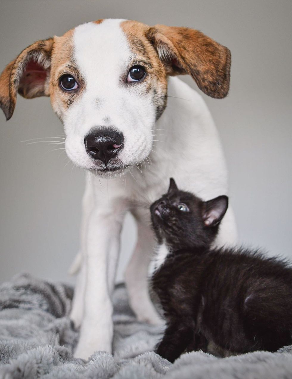 kitten puppy friends