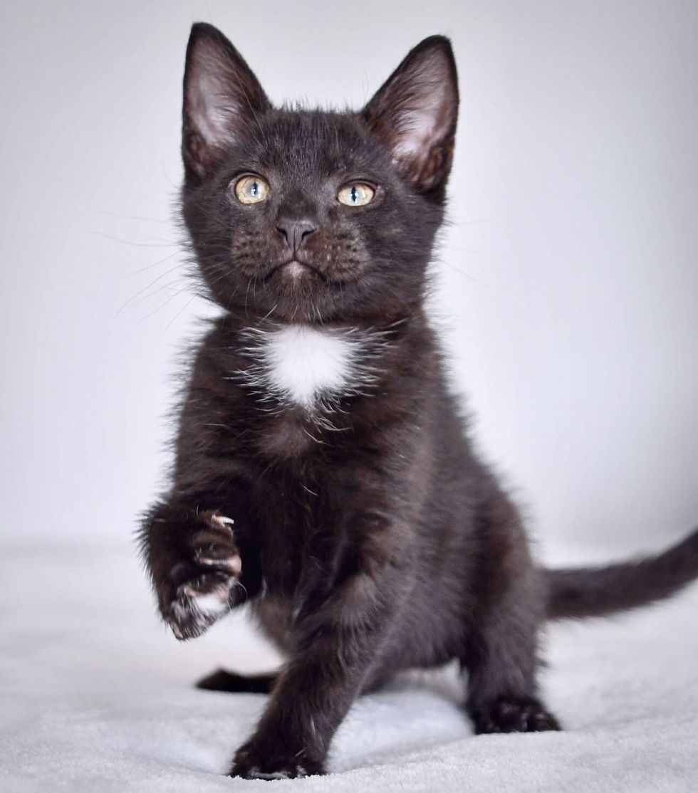 cute kitten panther