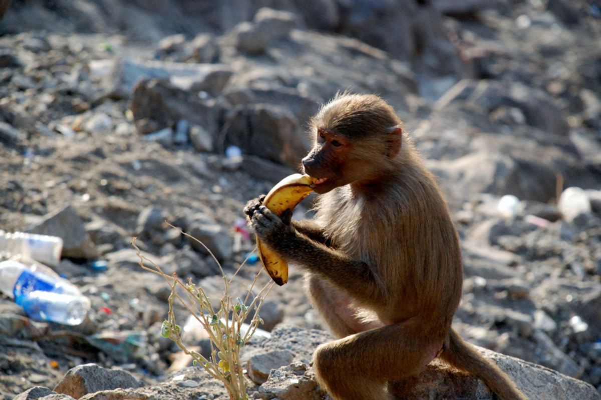U.S. Fish and Wildlife Service: Add These Monkeys to the