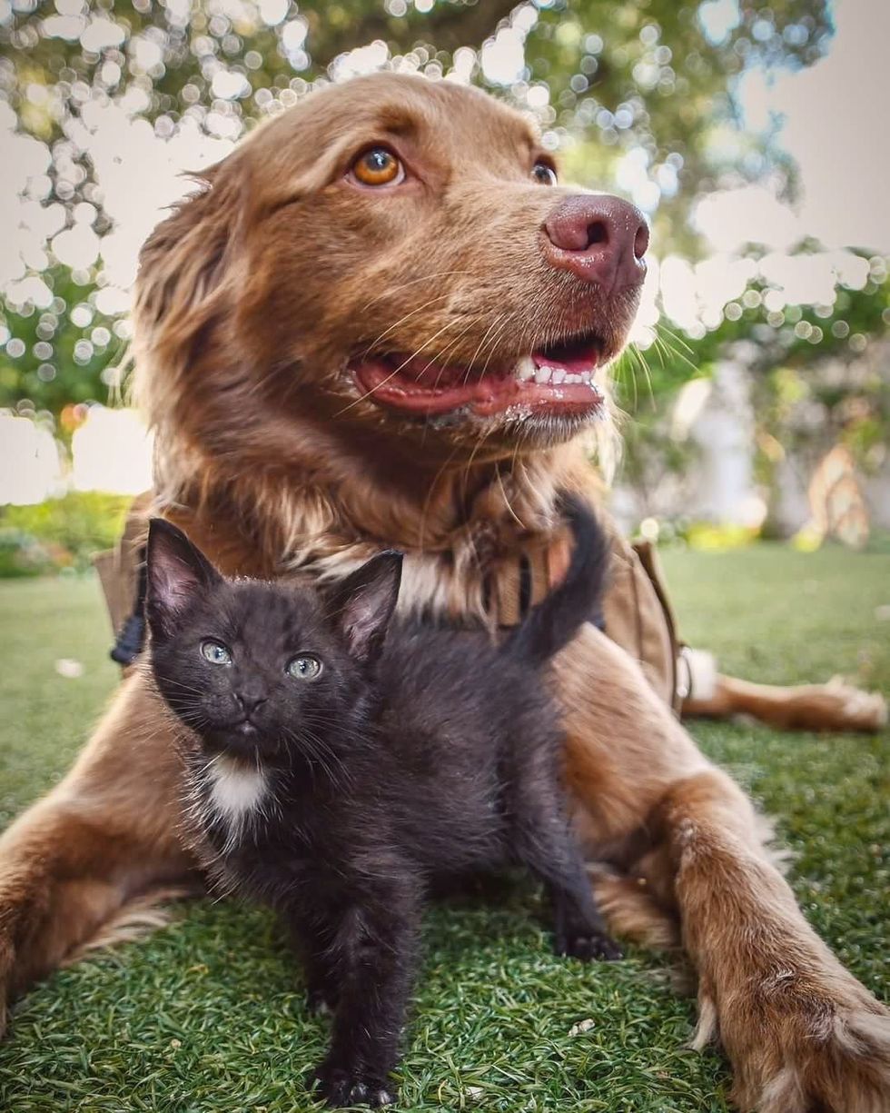 cute kitten dog