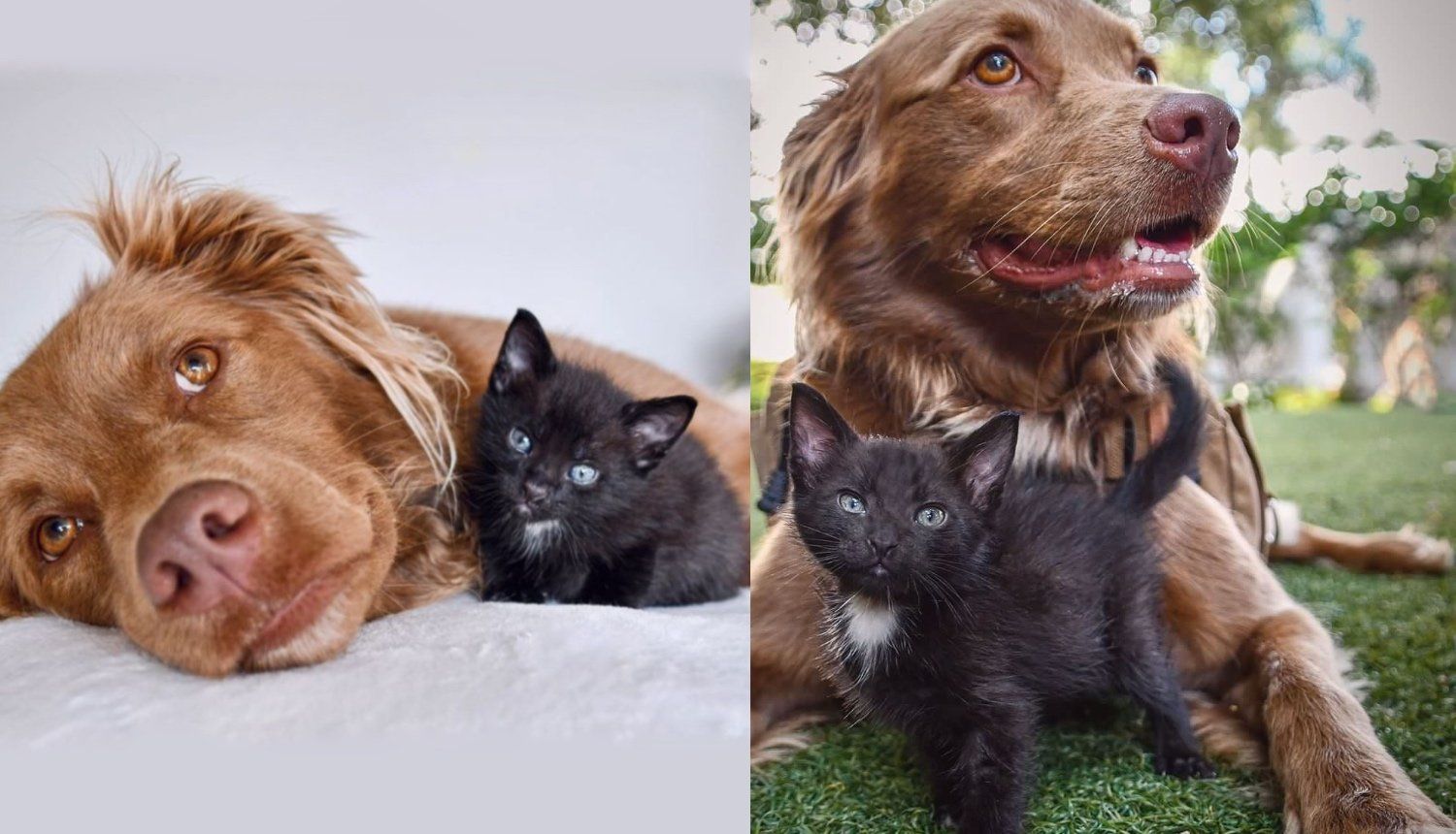 Kitten Hails from the Outdoors Instantly Connects with a Resident Dog and Starts Greeting Everybody