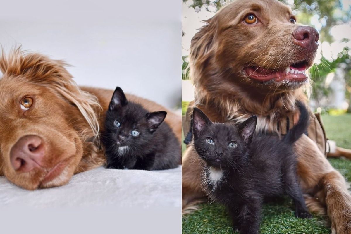 Kitten Hails from the Outdoors Instantly Connects with a Resident Dog and Starts Greeting Everybody