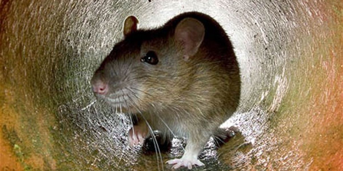 Listen To Electronic Music Made By Rats