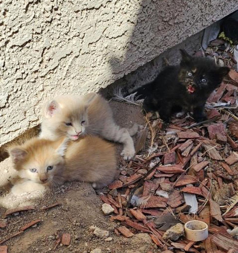 kittens backyard