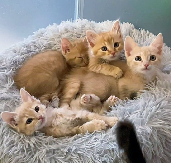 cute cuddly orange kittens