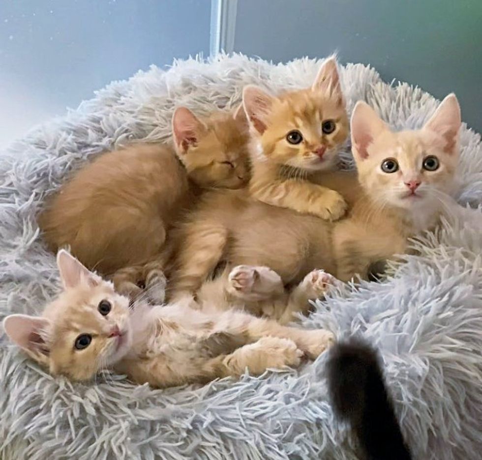 6-kittens-dropped-off-in-a-backyard-by-a-stray-cat-so-they-can-have-a