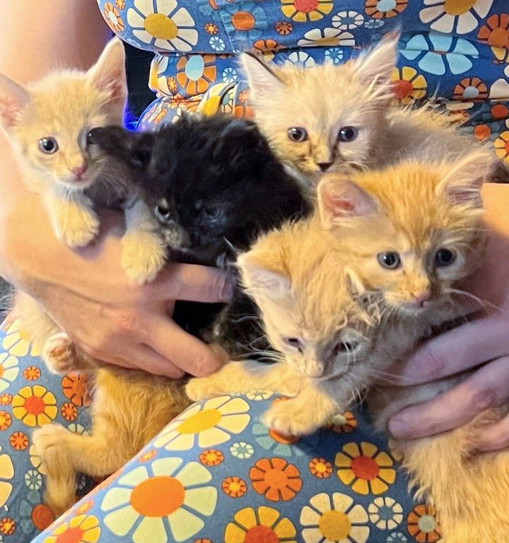 cuddly bunch kittens