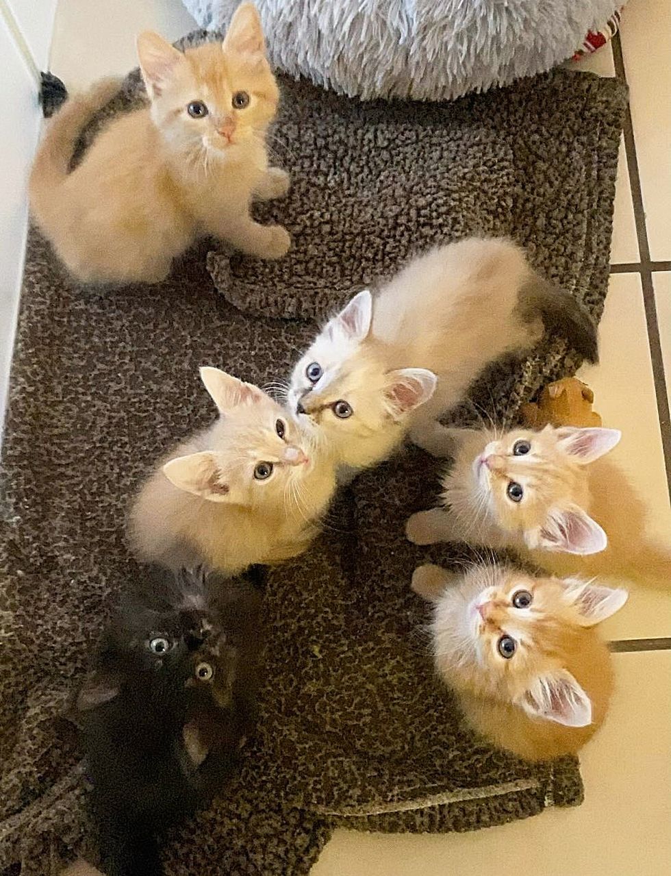 kittens looking breakfast