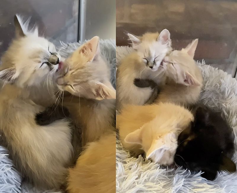 kittens bathing snuggling