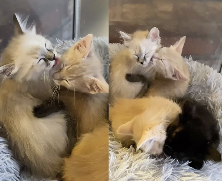 kittens bathing snuggling