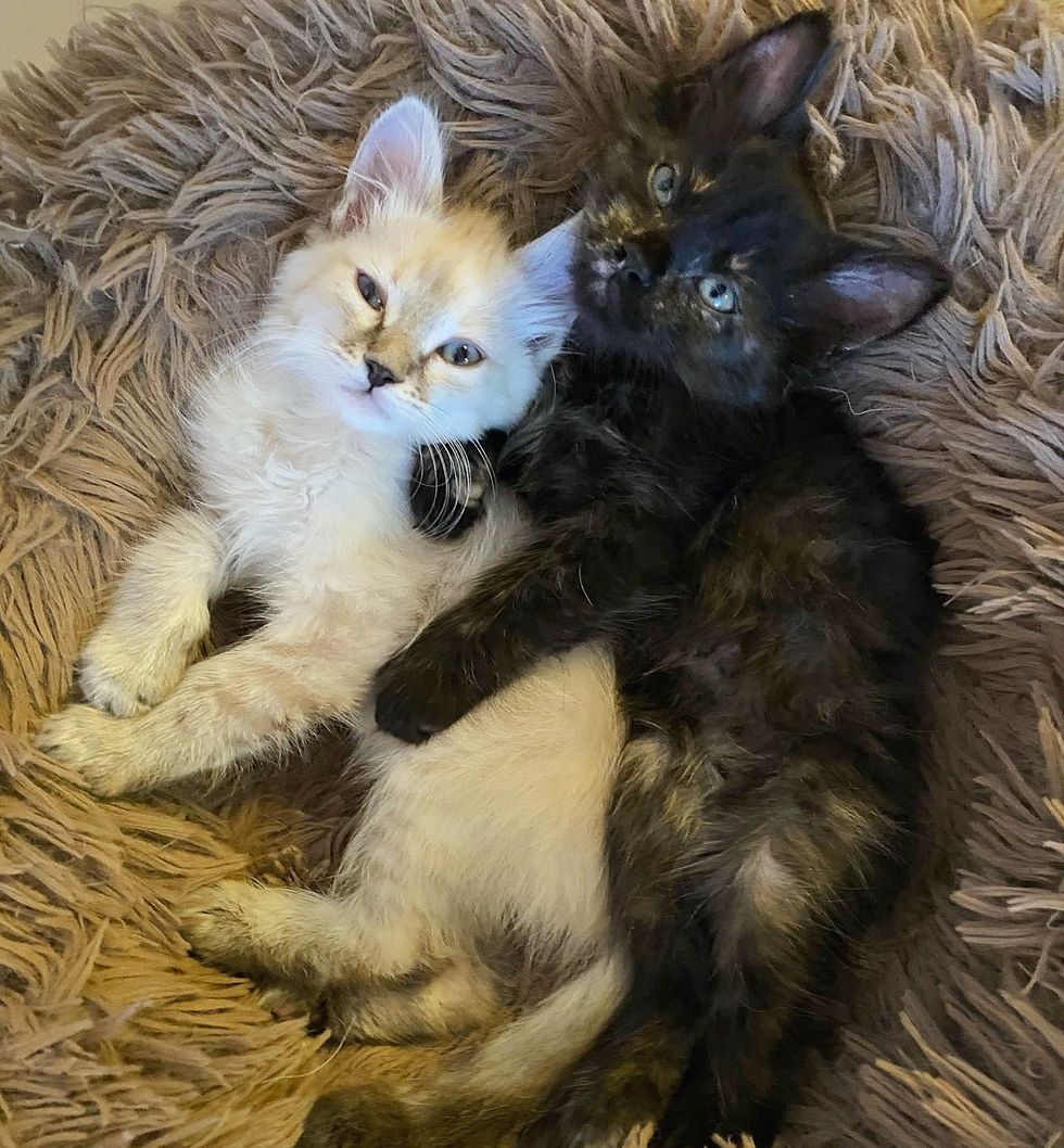 cuddly kittens