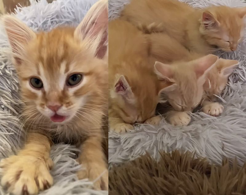 kittens ginger kneading