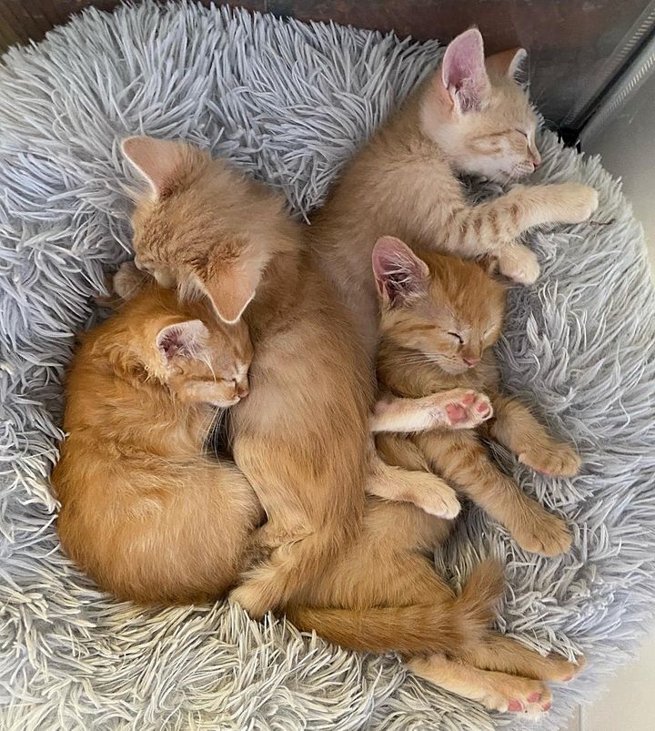 sleeping snoozing kittens ginger