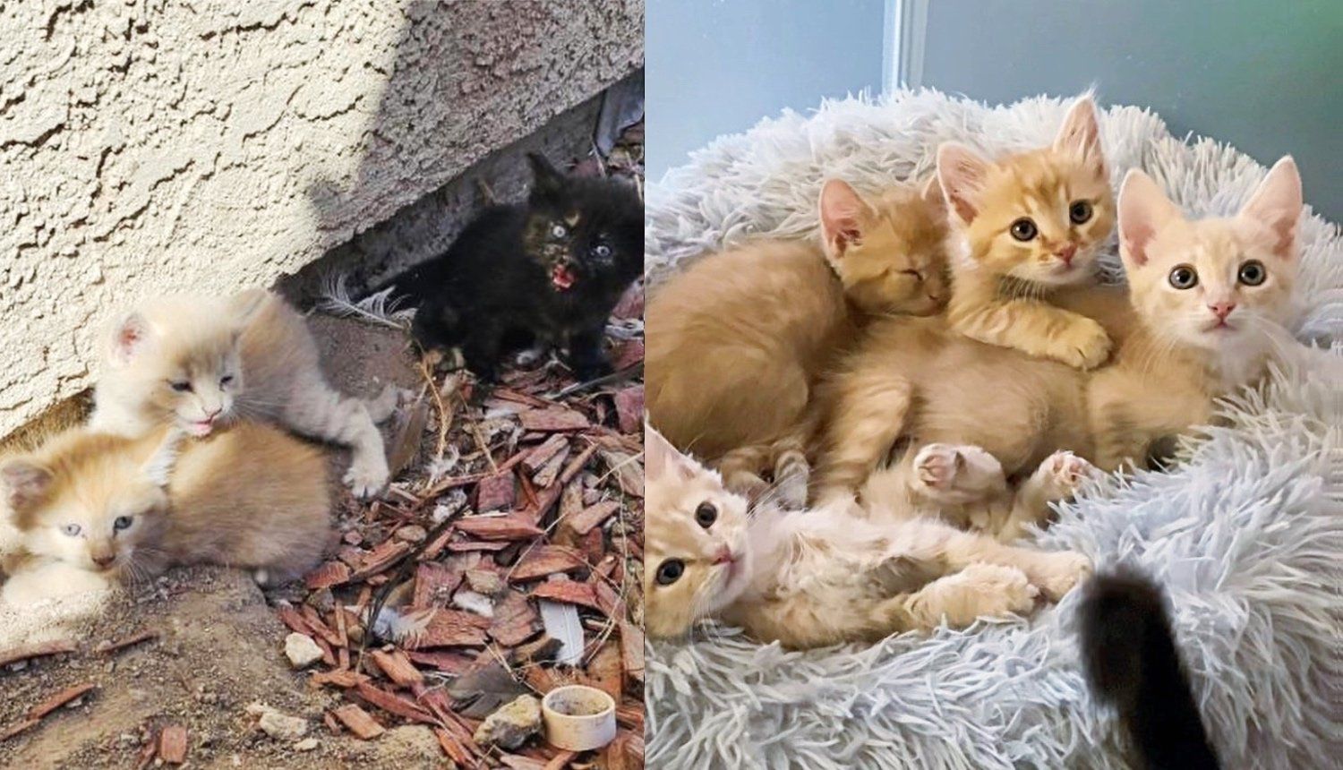 6 Kittens Dropped off in a Backyard by a Stray Cat so They Can