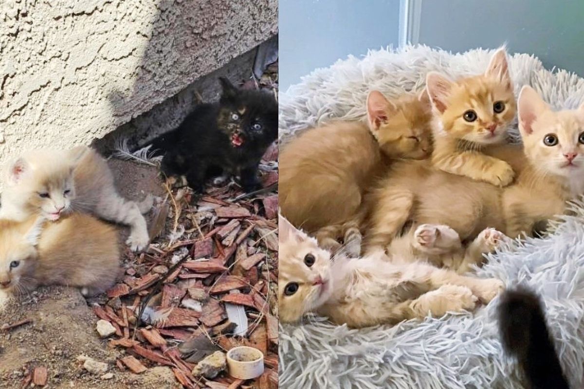 6 Kittens Dropped off in a Backyard by a Stray Cat so They Can Have a Better Life