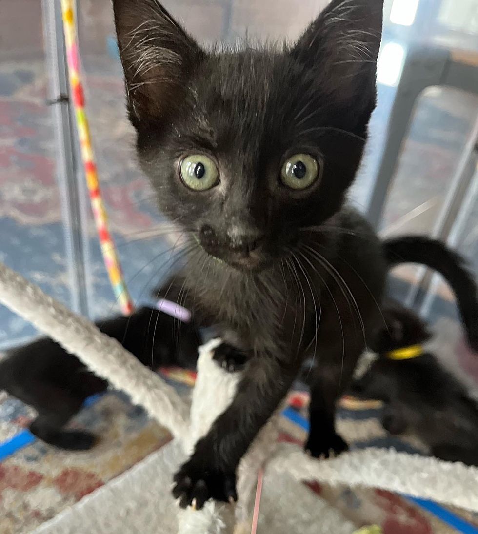 playful happy panther kitten