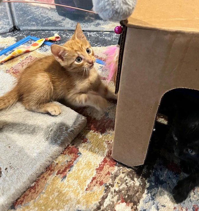 cute ginger kitten playful