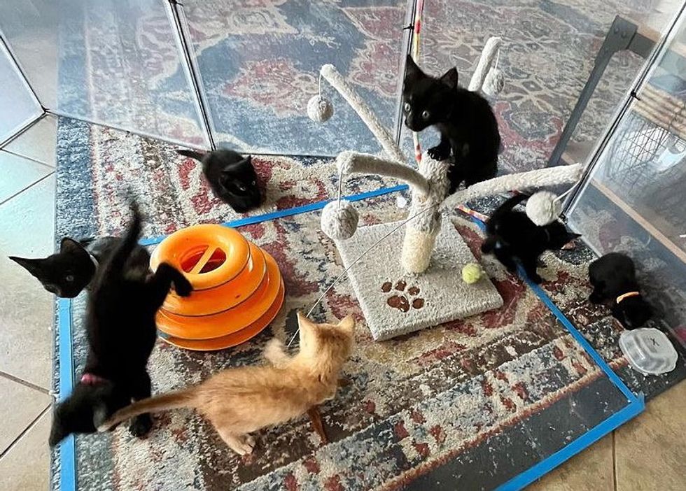 playful kittens happy