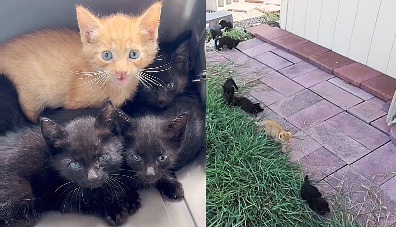 Residents Saw 5 Kittens Under Their Home Needing Help, Days Later They Ended Up with Seven