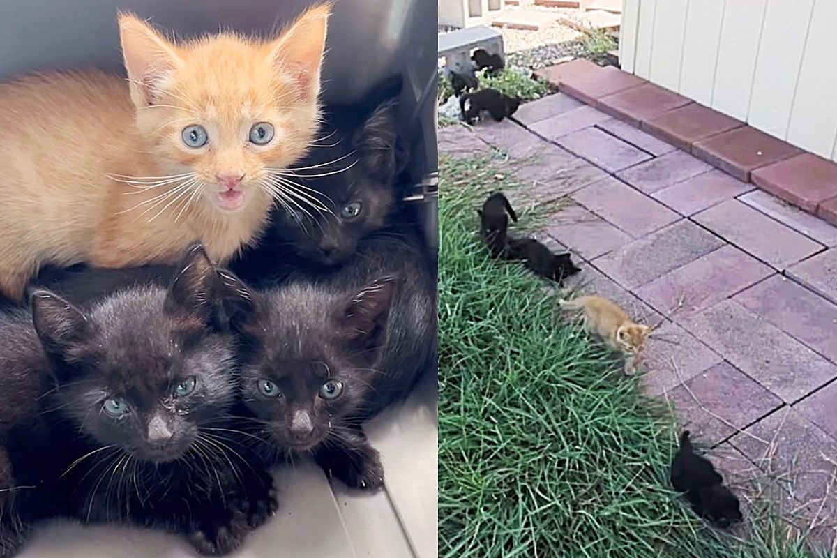 Residents Saw 5 Kittens Under Their Home Needing Help, Days Later They Ended Up with Seven