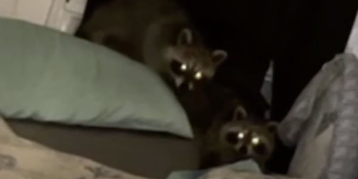 NextImg:First, they heard scratching in the ceiling of their north Philly row home. Then a crashing noise led to an unnerving sight — right on top of their bed.