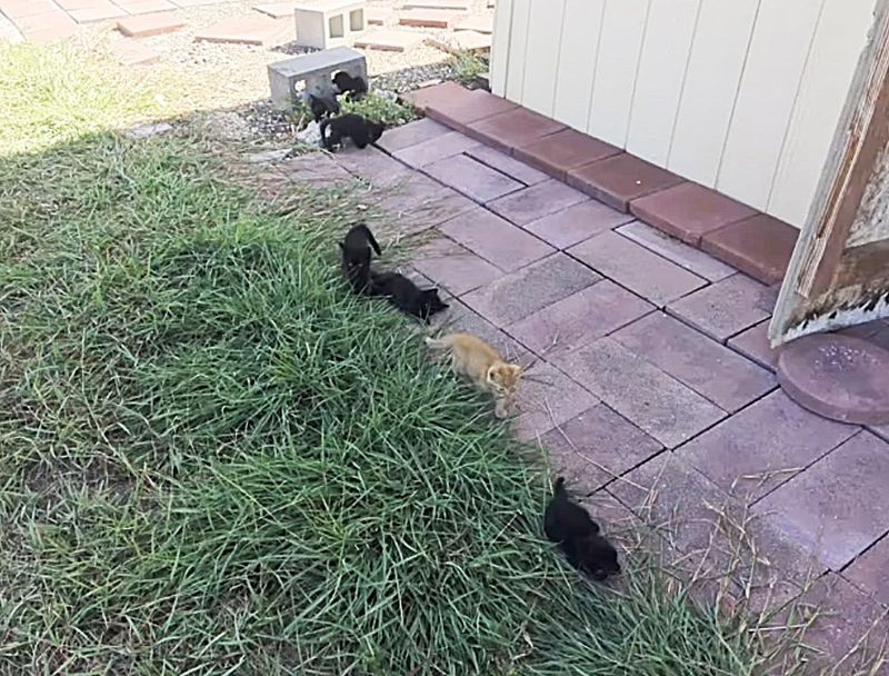 stray kittens walking outside