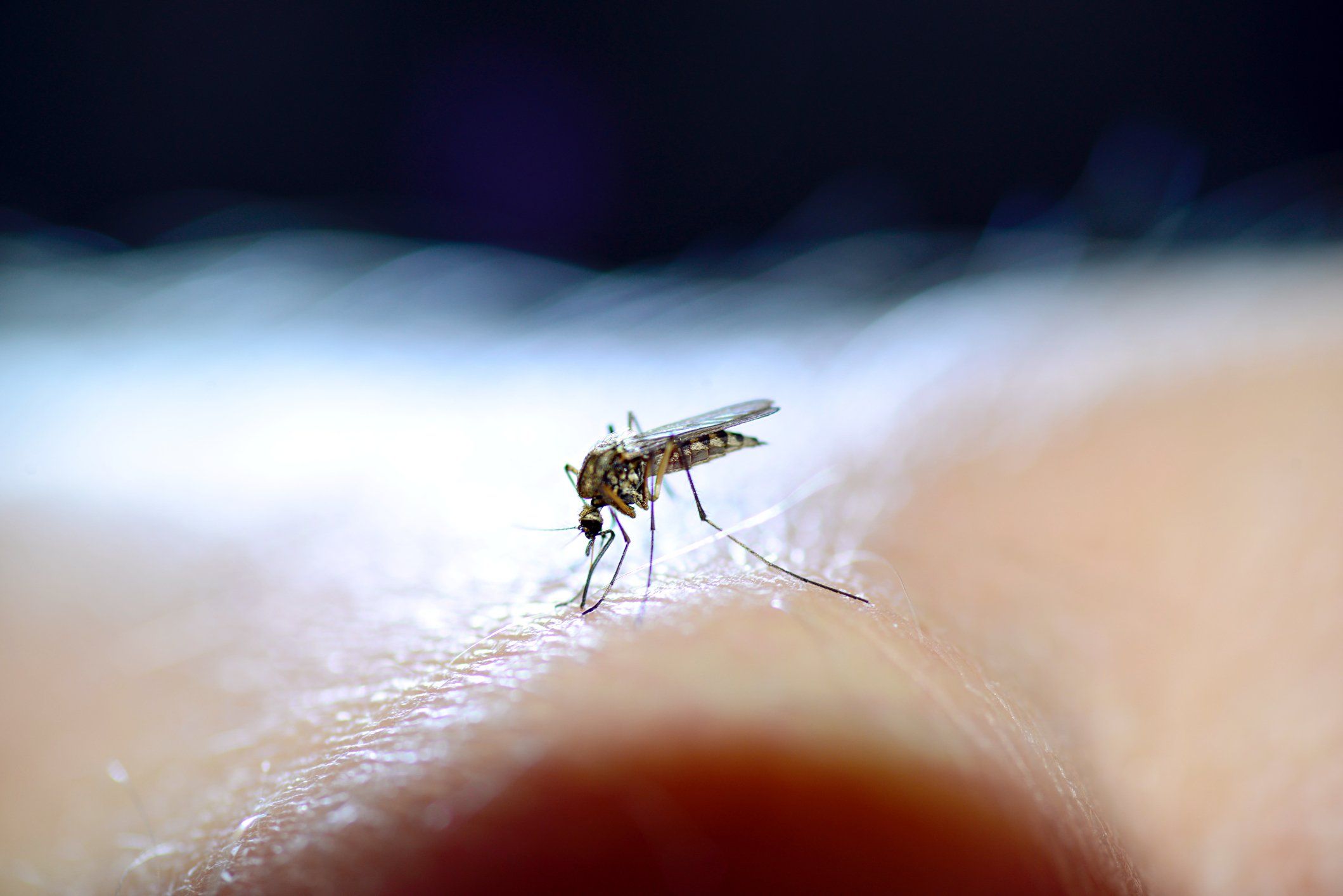 Incubo zanzare. Piccole, fastidiose ma soprattutto molto pericolose