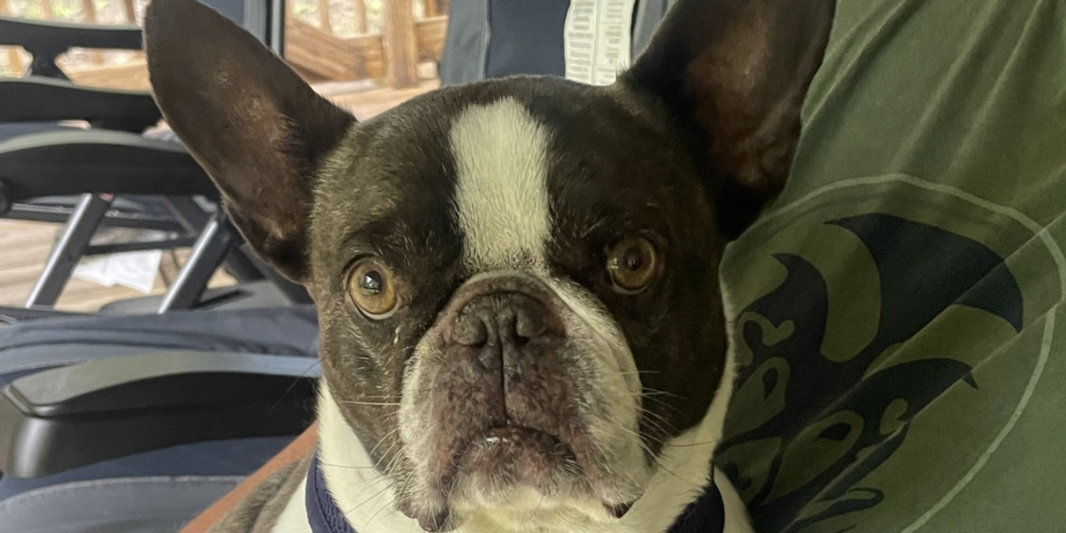 NextImg:Woman charged for intentionally ditching dog at Pittsburgh airport as she reportedly went on Mexican vacation