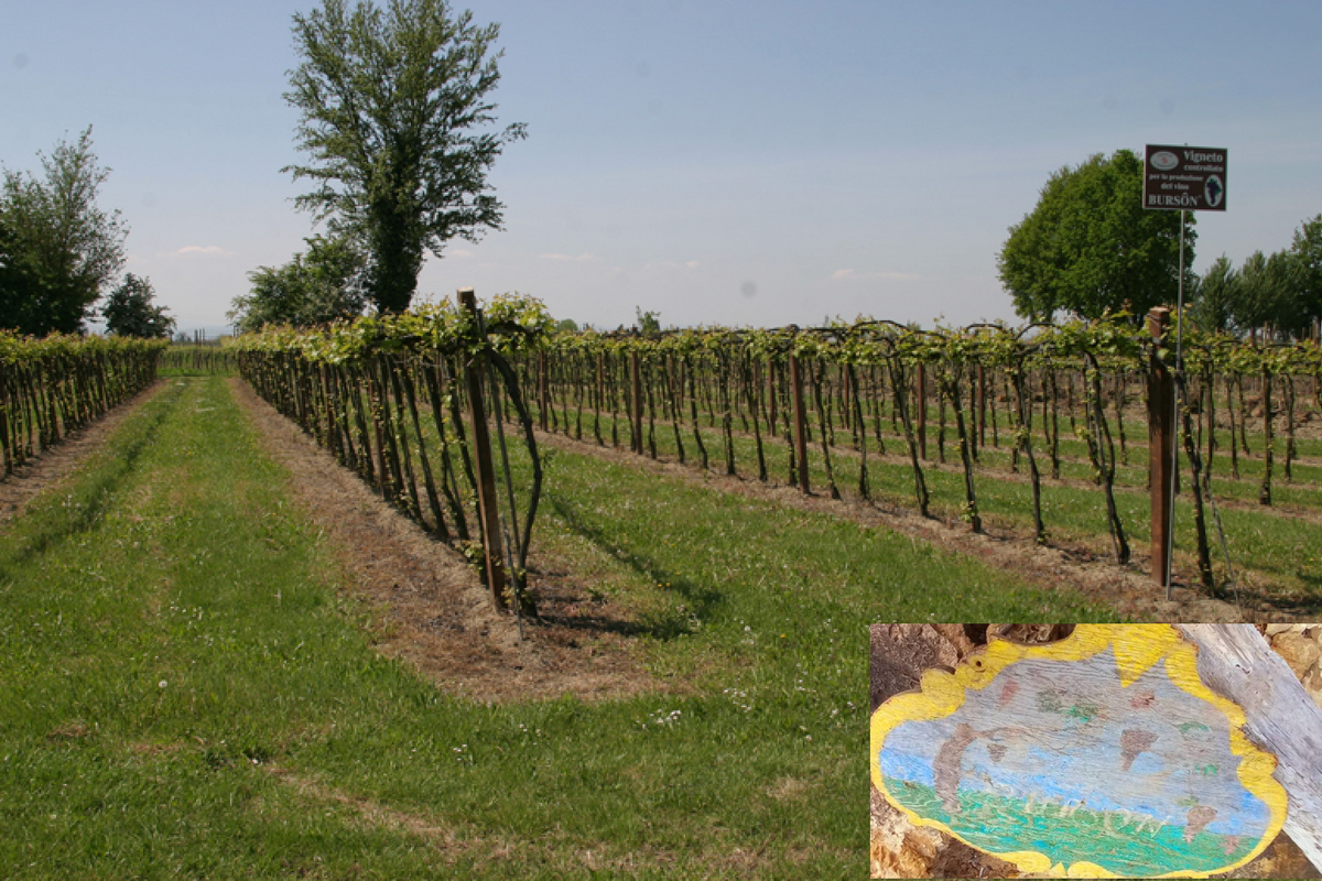 Il Bursôn, un vino più forte dell’alluvione