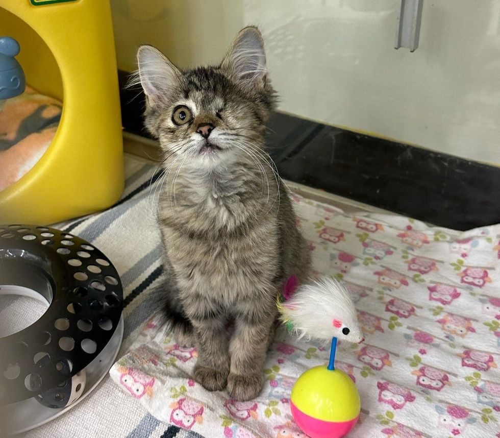 one eyed tabby kitten gemma