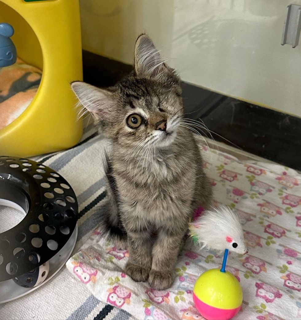 one eyed tabby kitten