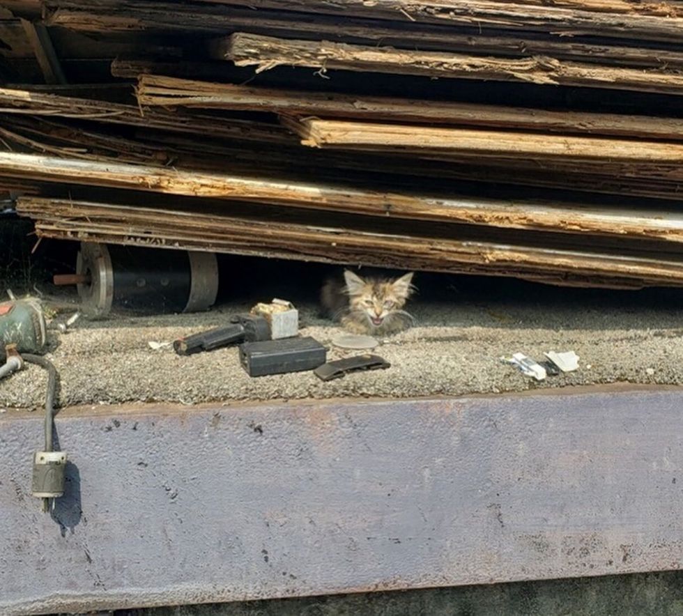 stray kitten meowing