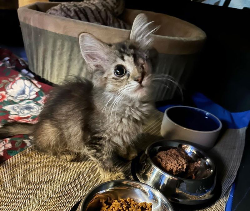 sweet fluffy tabby kitten