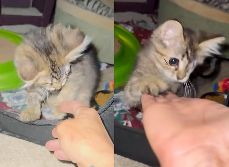 playful one eyed kitten