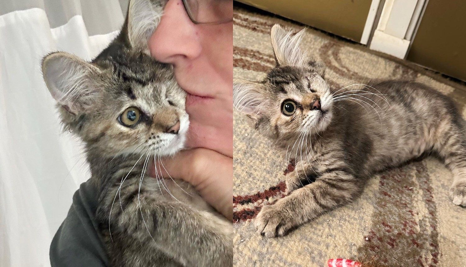 Kitten Appears from Under Stack of Plywood Asking for Help, Once She's Held, Her World Completely Changes