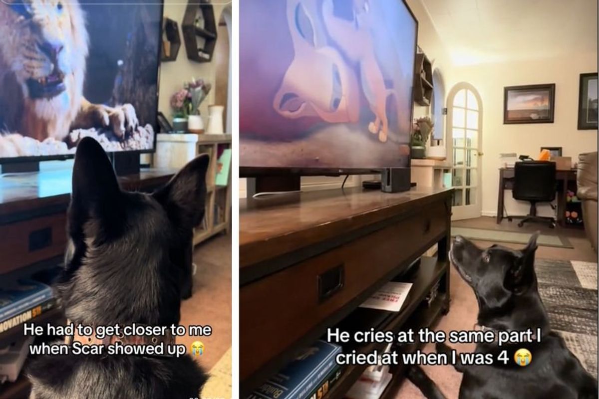 lion king, dogs of tiktok