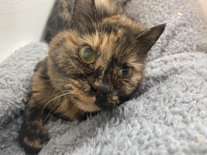 tortie cat spice