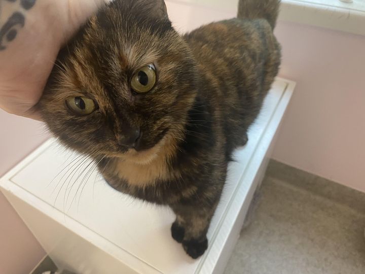 sweet tortie cat spice