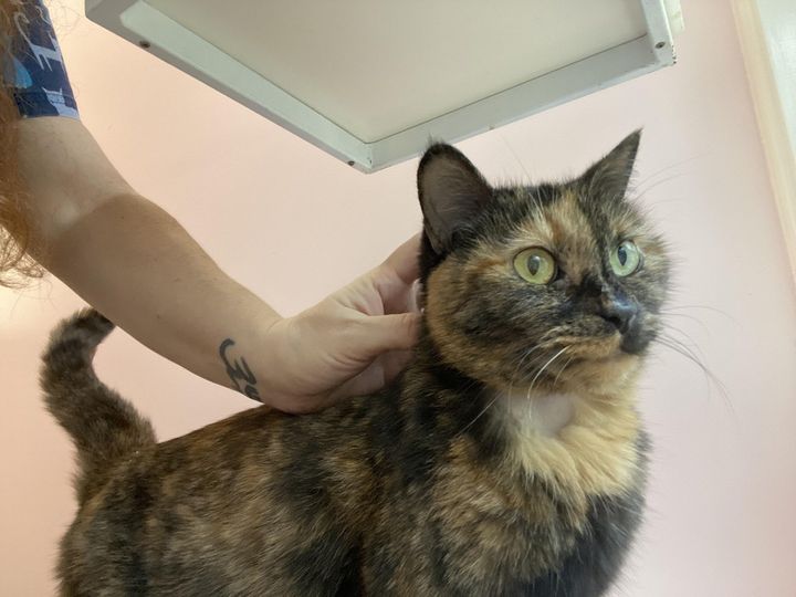 friendly tortie cat spice