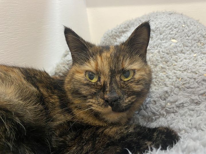 tortie cat spice smile