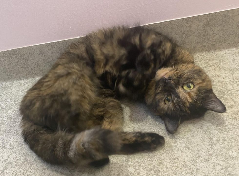 rolling around tortie cat