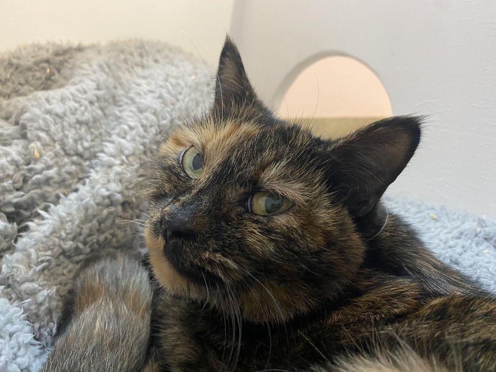 sweet tortie cat spice