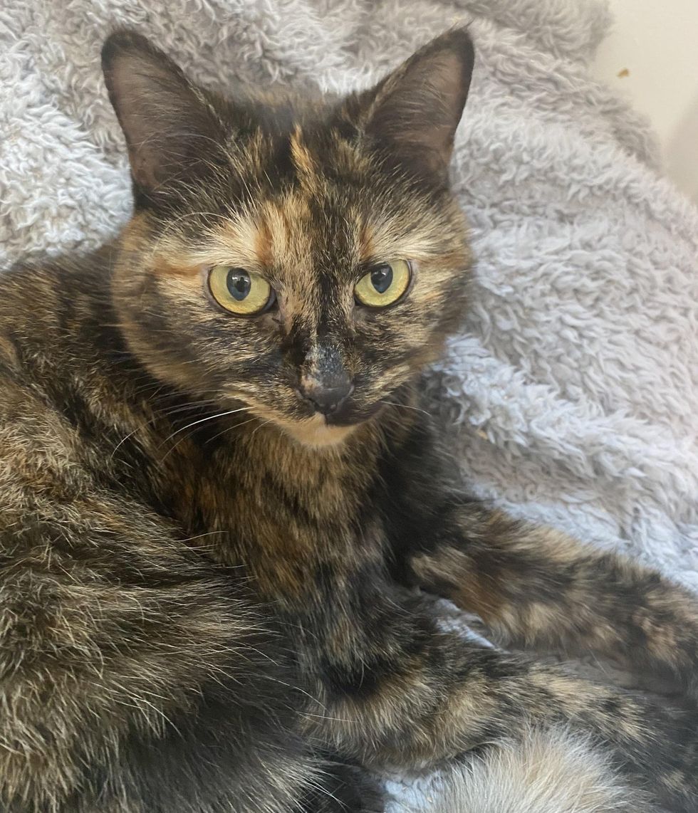 sweet tortie cat spice