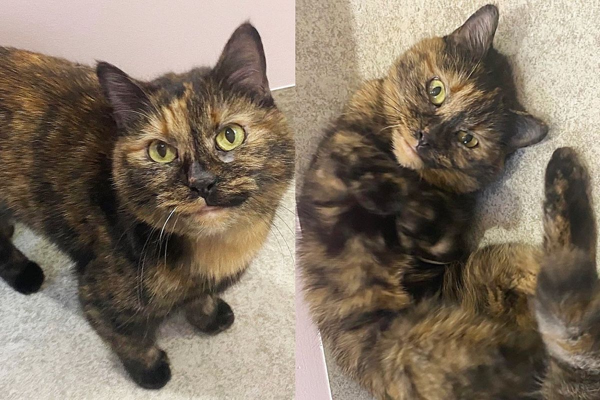 Cat Found Outside Turned Out to Be Former Therapy Cat, Now Tries to Get Everyone to Notice Her