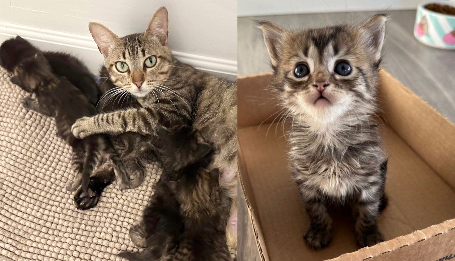 Cat with 6 Kittens Moves into Home Environment after 10 Days in Shelter, Her Demeanor Completely Changes